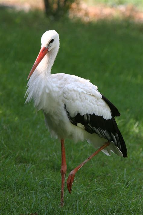 stork pics|stork images free.